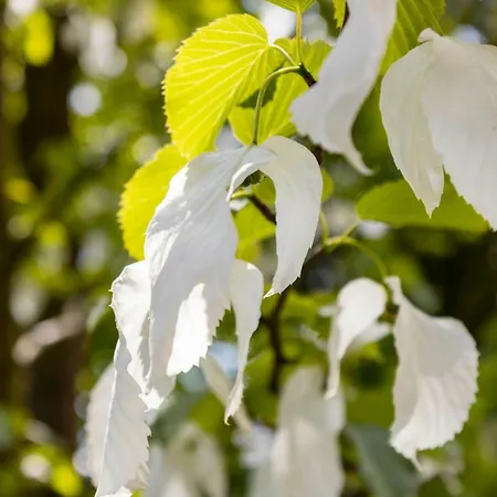 Gaestehaus Musmann Hannoversch Münden