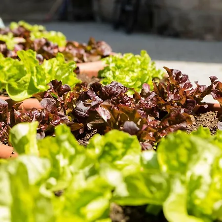 Gaestehaus Musmann Penzion