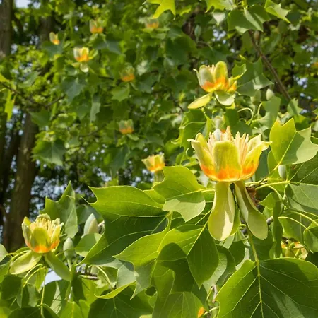 Penzion Gaestehaus Musmann