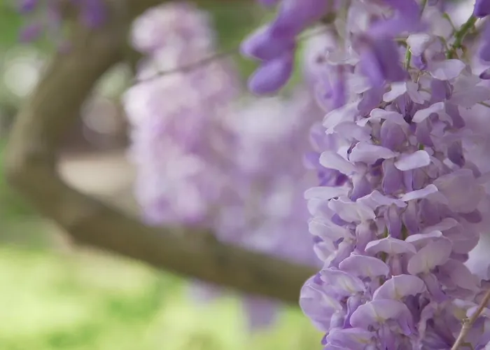 Han/Misafirhane Gaestehaus Musmann 3*