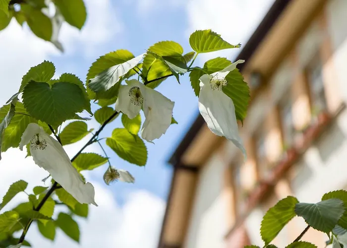 Gaestehaus Musmann Han/Misafirhane 3*