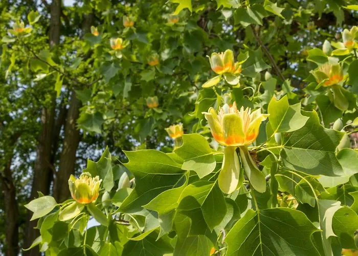 Han/Misafirhane Gaestehaus Musmann